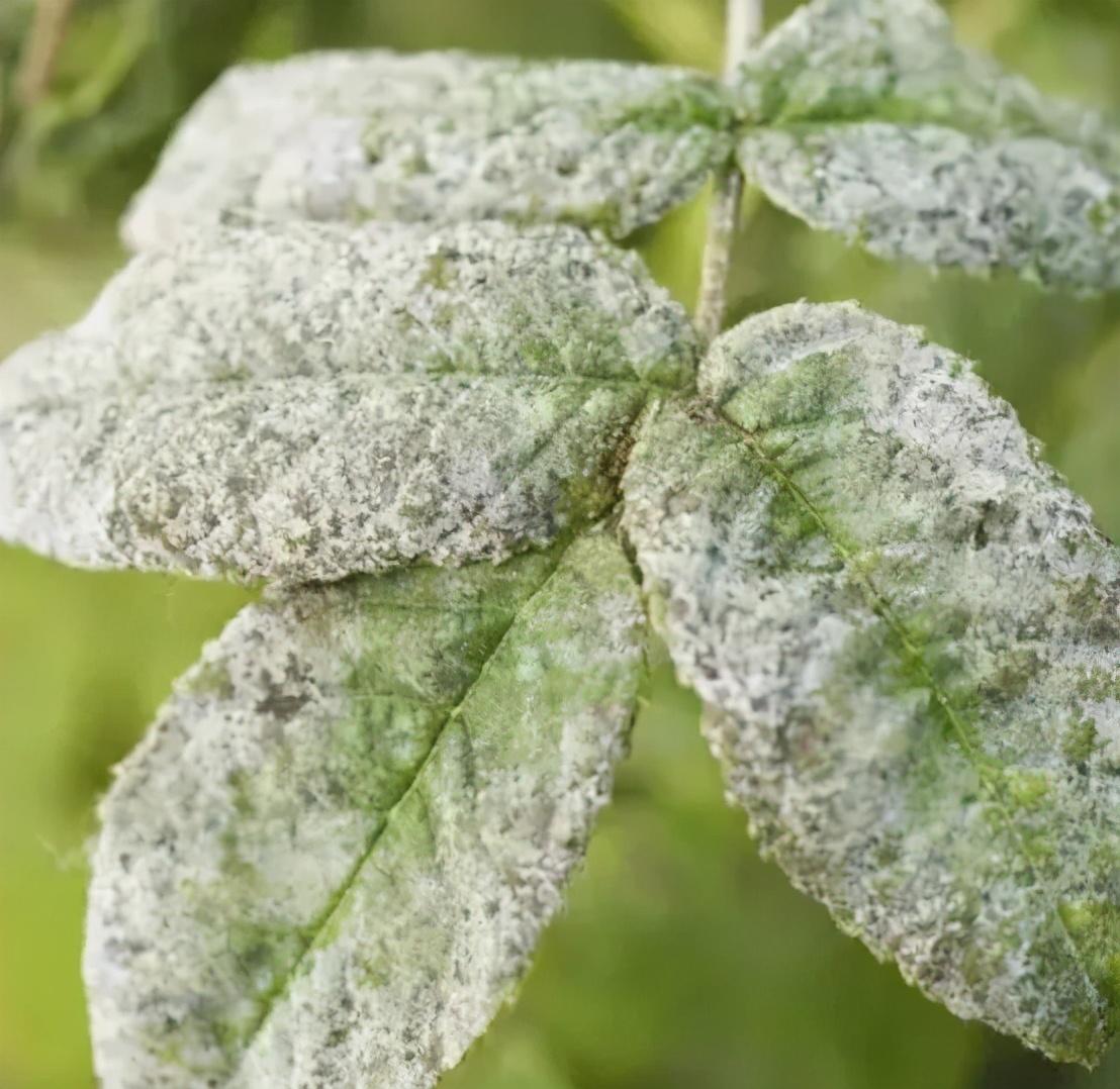 最新杀菌剂知识大全，了解与应用指南